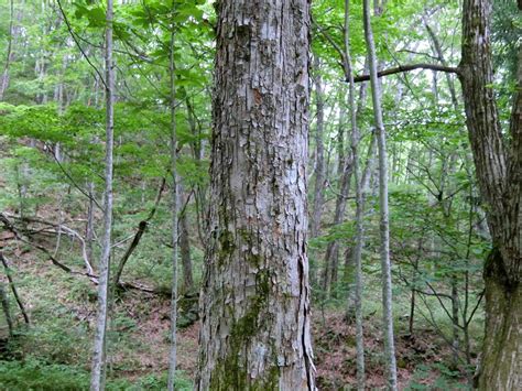 木形|樹種の特徴・特性（樹木の写真） 